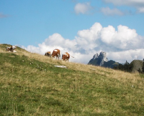 Kühe vor der Kampenwand